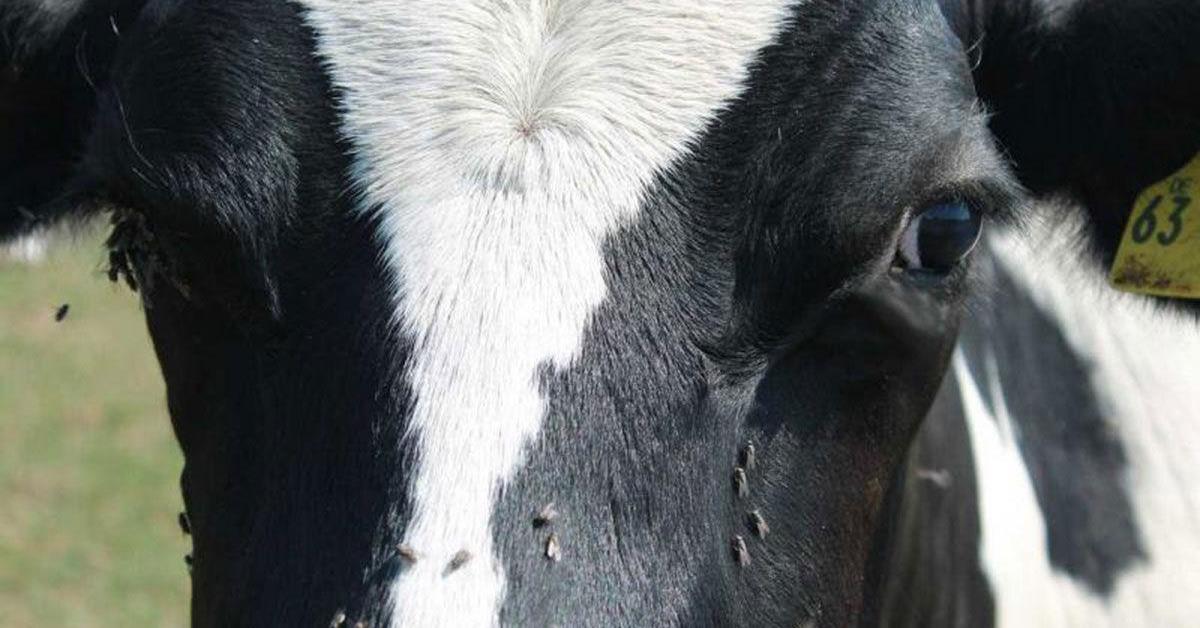 Flies on Dairy Cow