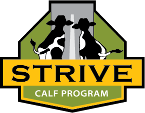 STRIVE Calf Program