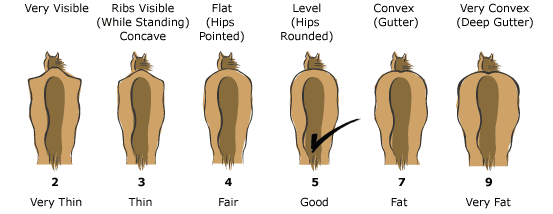 Equine Body Condition Score Chart