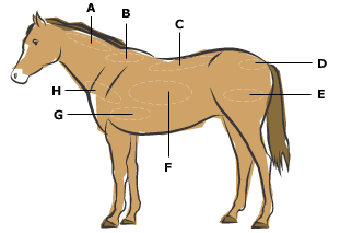 Body Condition Scoring Horse