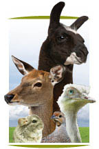 specialty animals