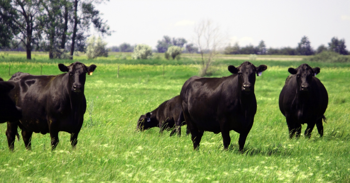 Cows in field