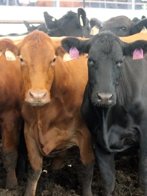 Beef Cattle image