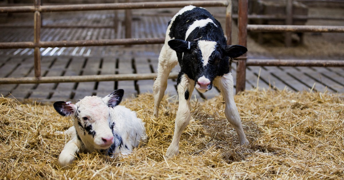 Newborn calves
