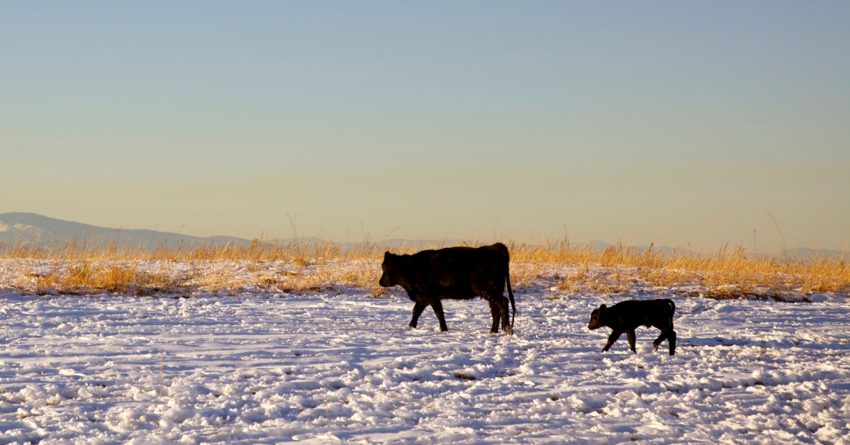 Winter Cow and Calf