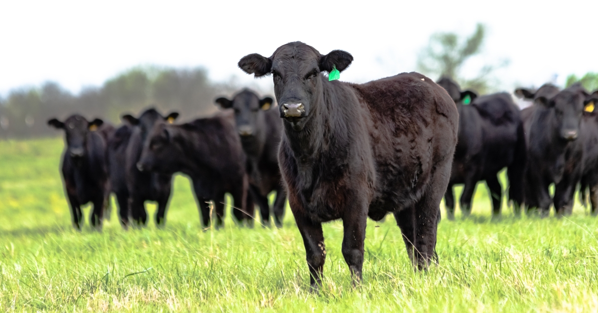 Beef Cattle