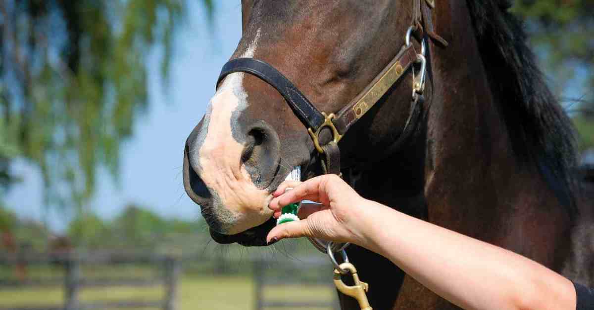 Horse Dewormer