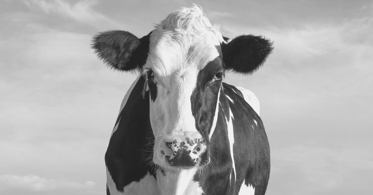 Dairy Cow looking into camera strait on