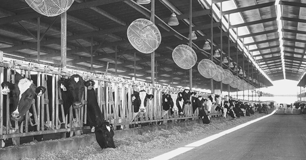 cows in stalls (photo)