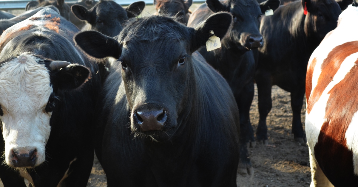 Feedlot Cattle