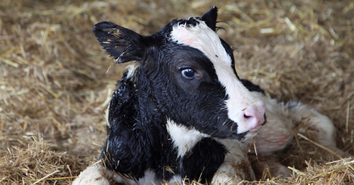 Dairy Calf