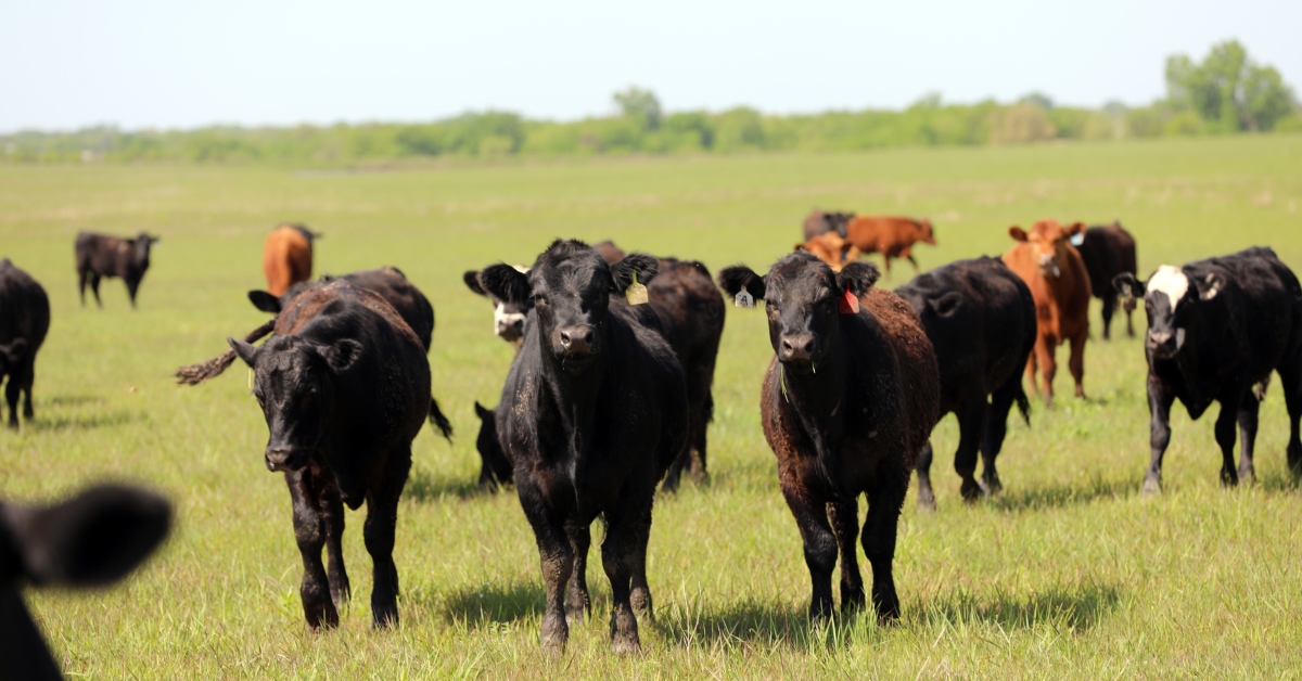 Stocker Calves