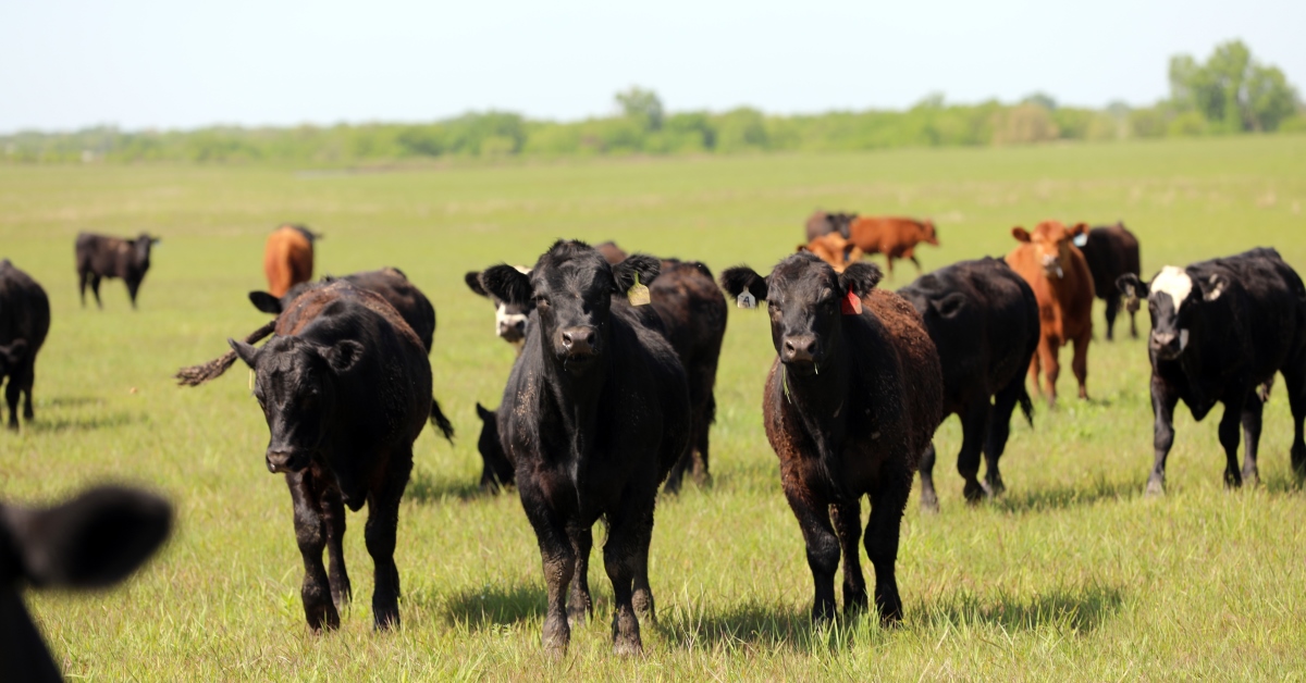 Stocker Calves 