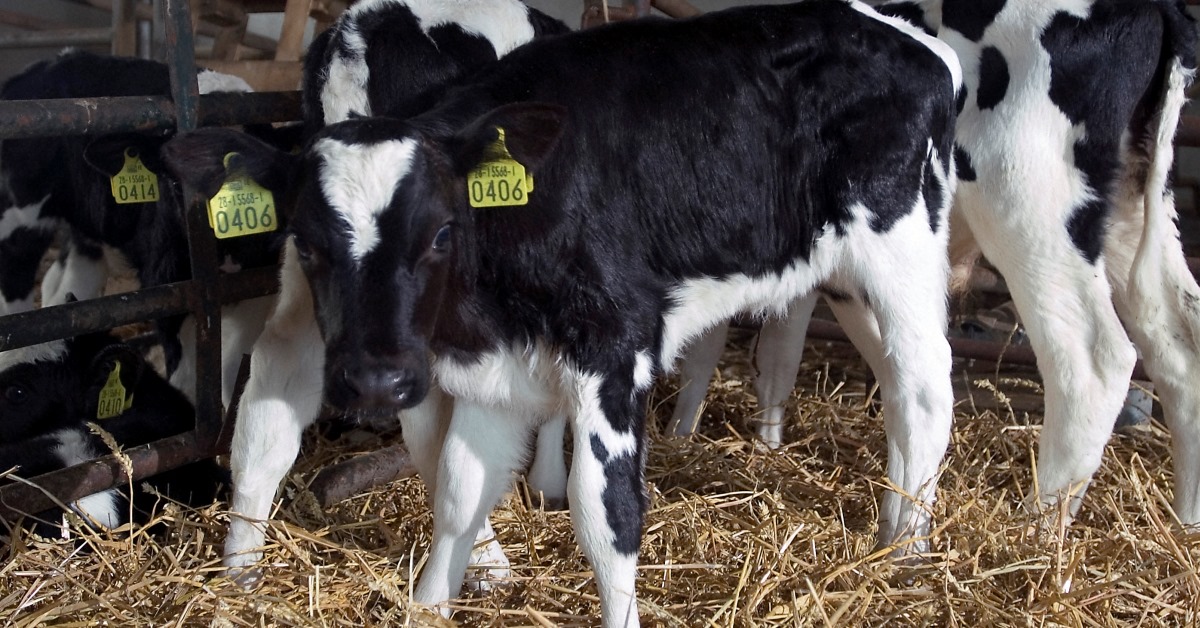 Dairy Calf