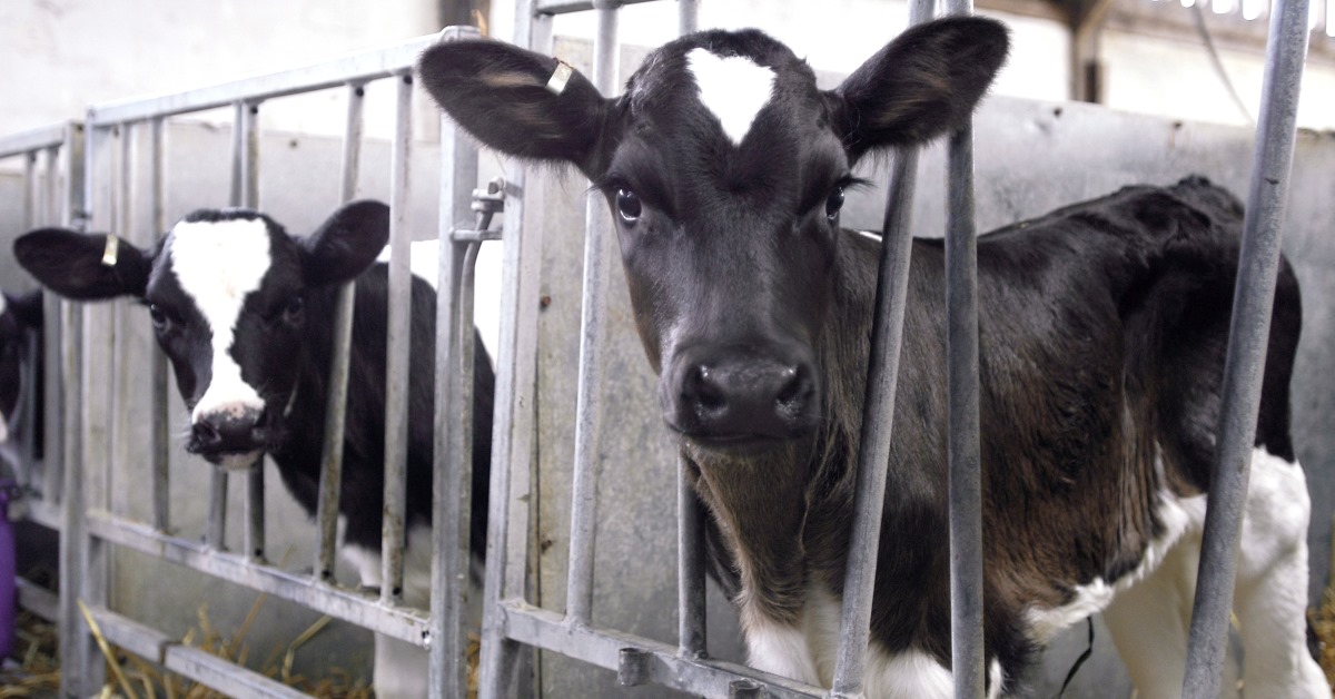 Calf in stalls