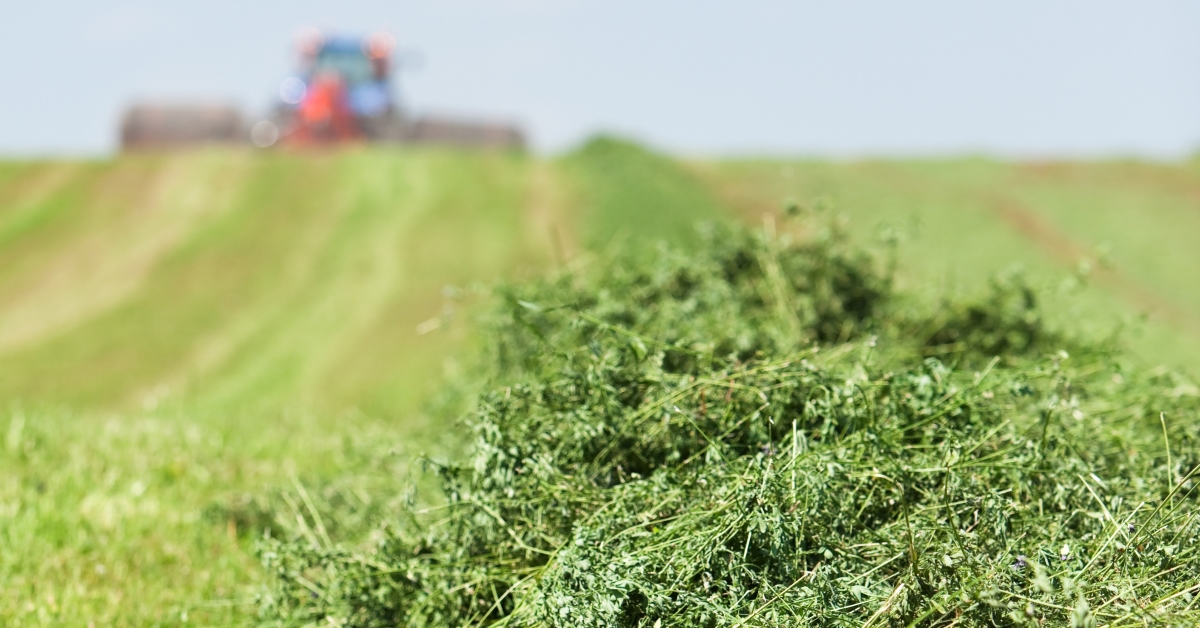 Harvesting Alfalfa