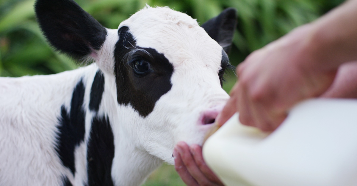 Bottle-fed calf