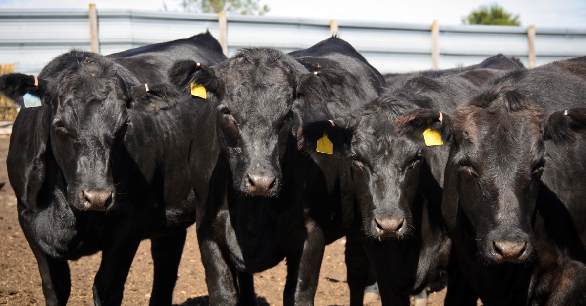 Feedlot Cattle