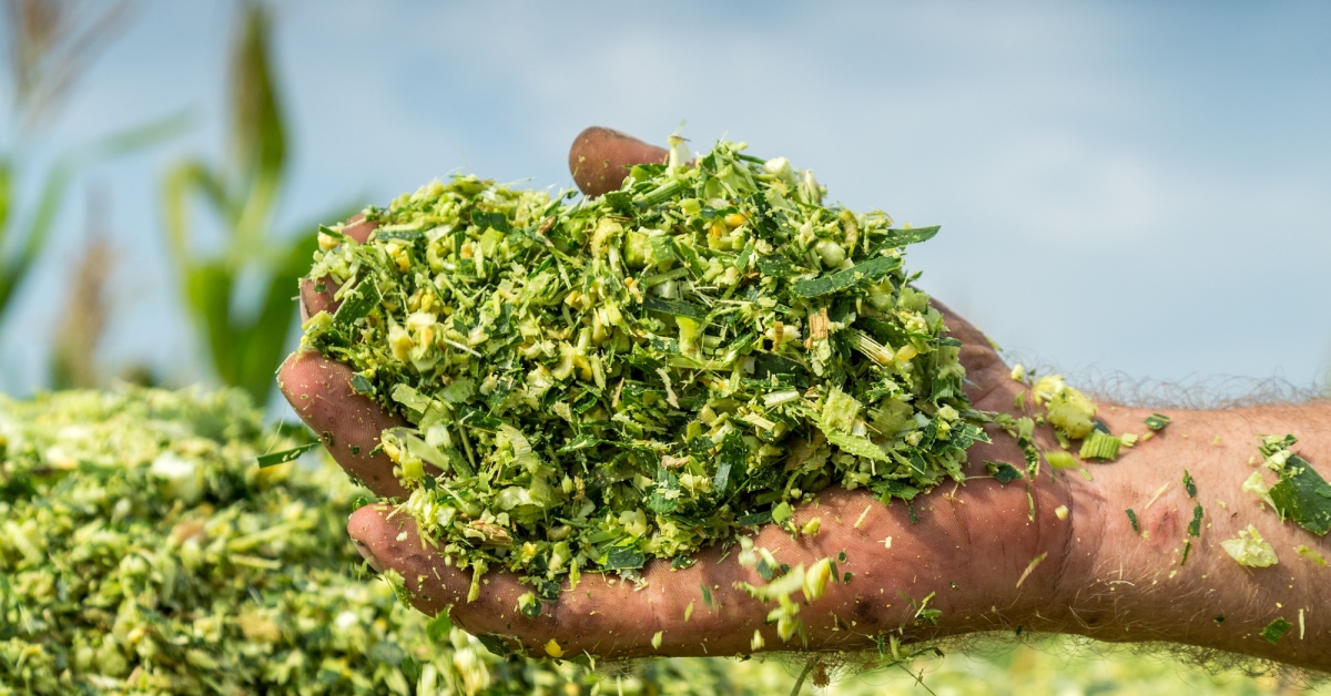 Understanding the process of corn silage fermentation and starch availability | Hubbard Feeds