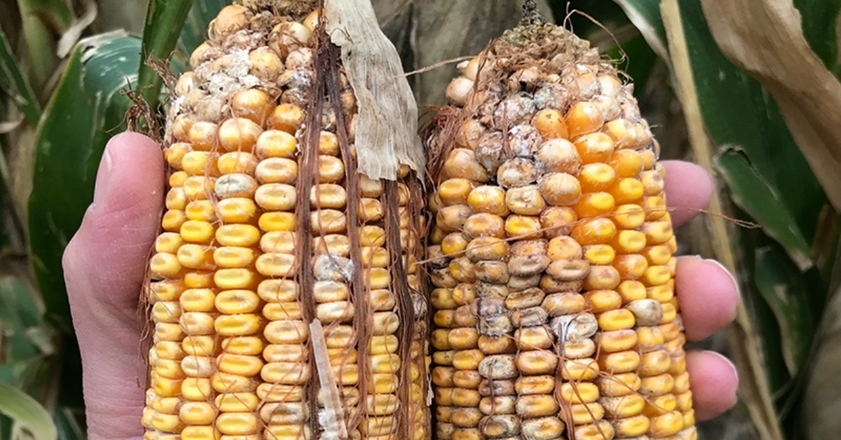 Mycotoxins in corn
