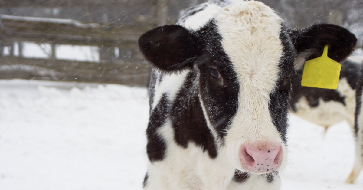 Calf in snow