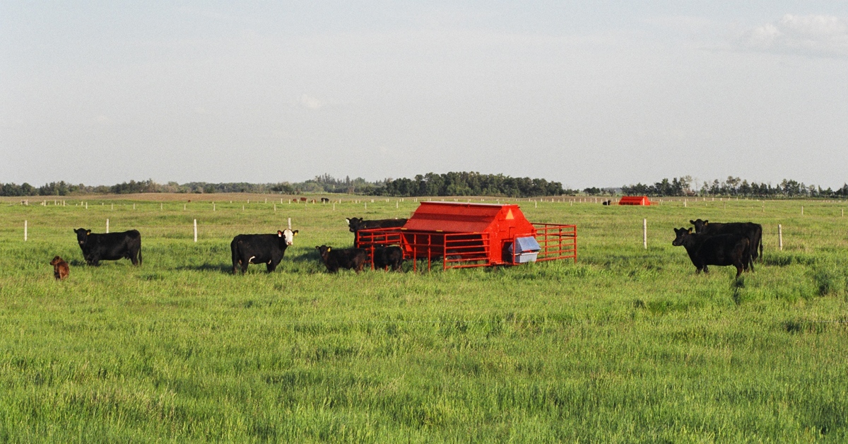 Beef at Creep Feeder