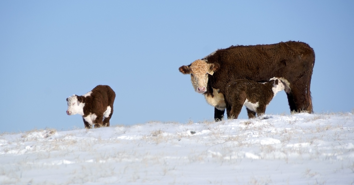 Beef Cows in Snow