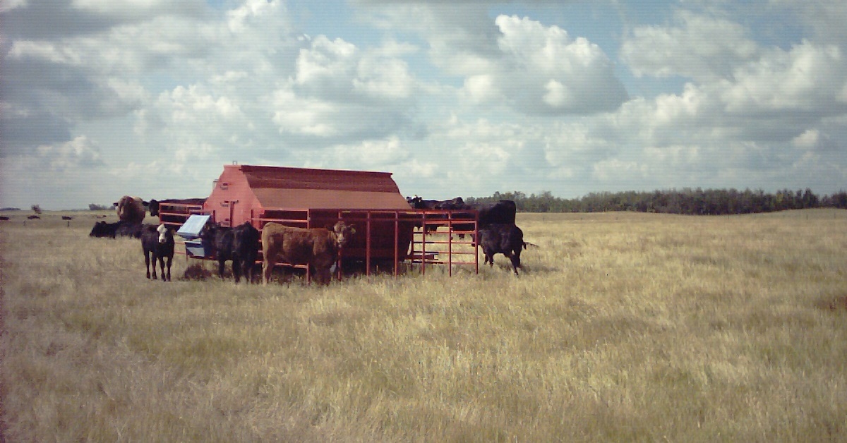 Cows at creep feeder
