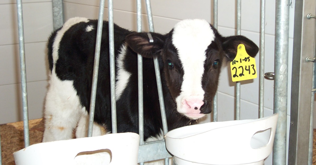 Dairy Calf