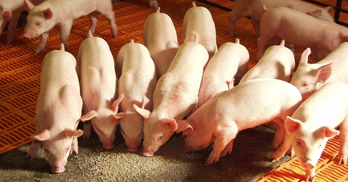 Pigs eating on mat