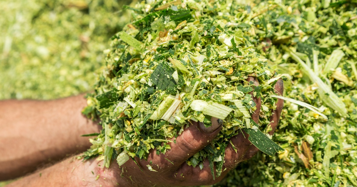 Corn Silage