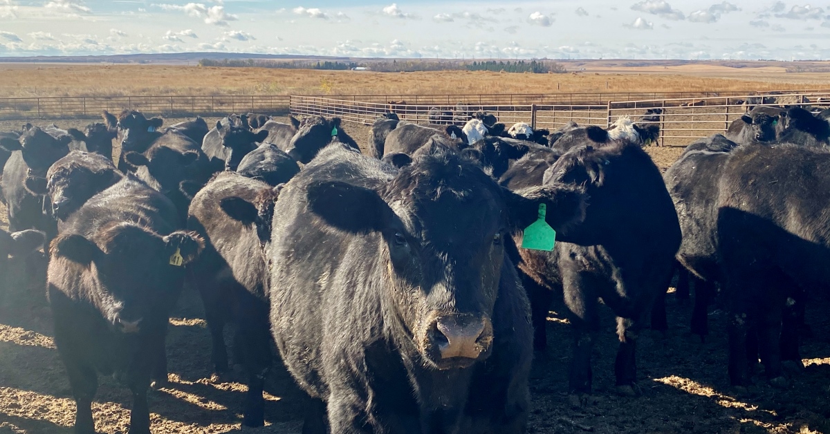 Cattle in feedlot