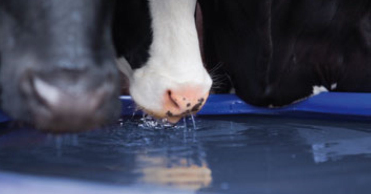 Cows drinking water