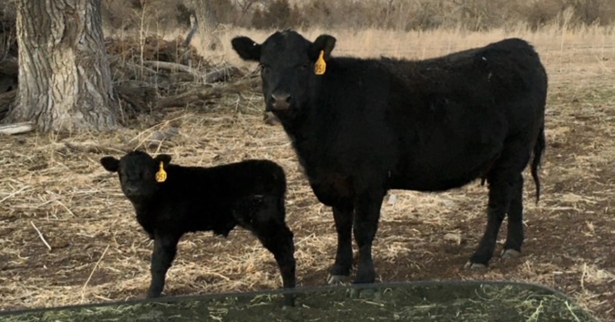 Cow and Calf