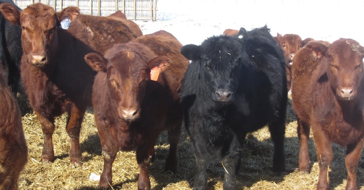 Yearling Heifers