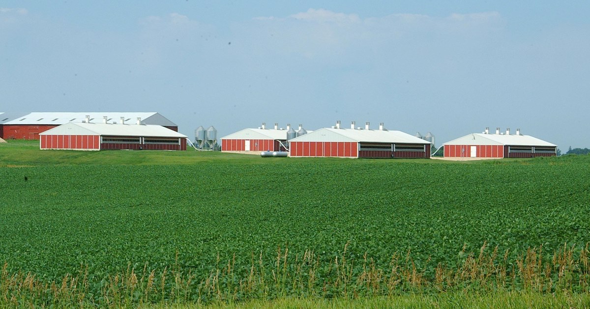 Swine Finishing Barns