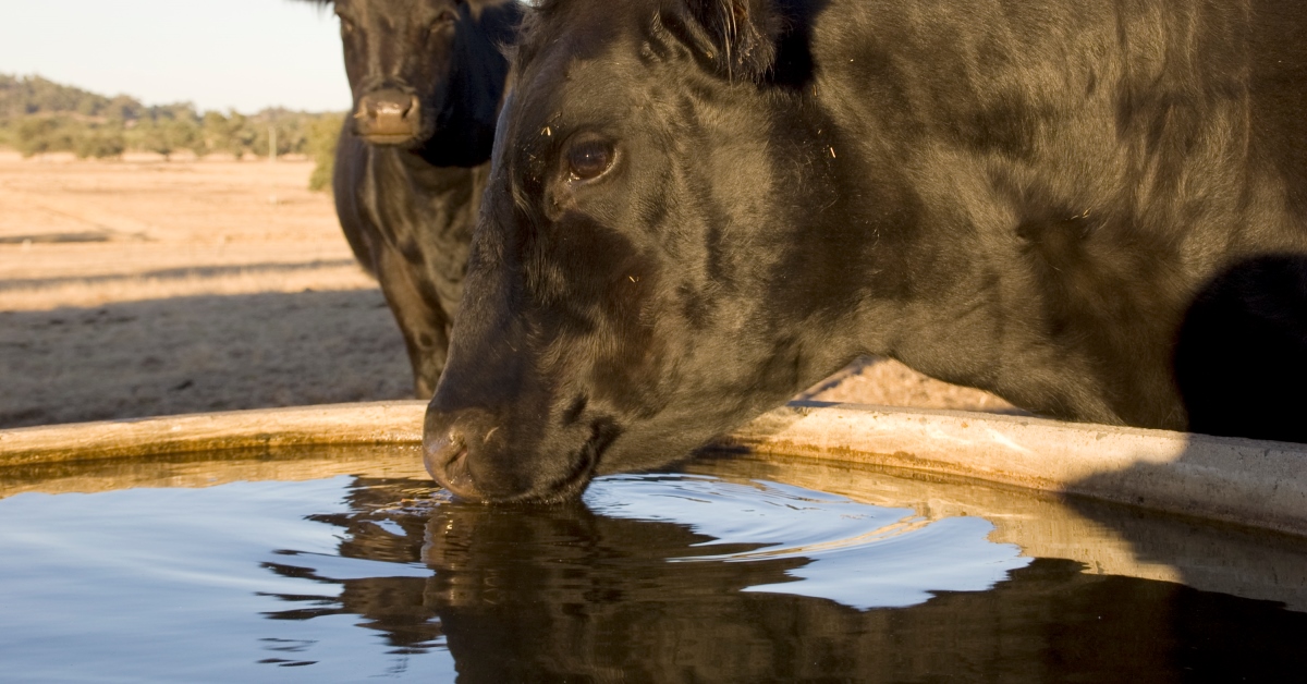 Water quality and concerns for beef cattle | Hubbard Feeds