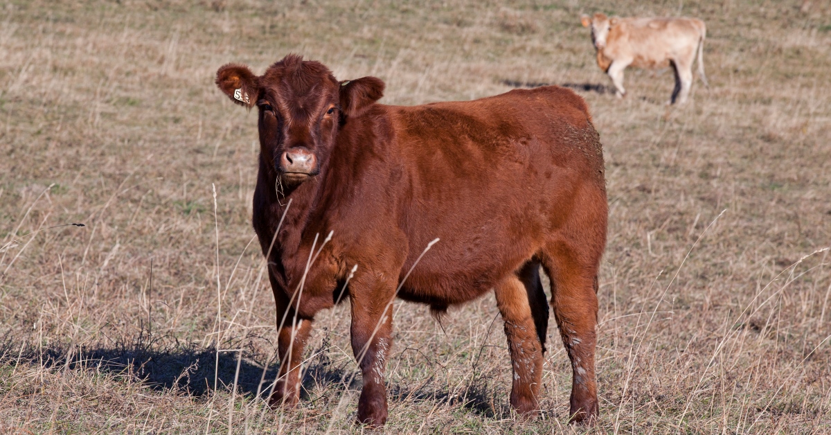 Beef Calf