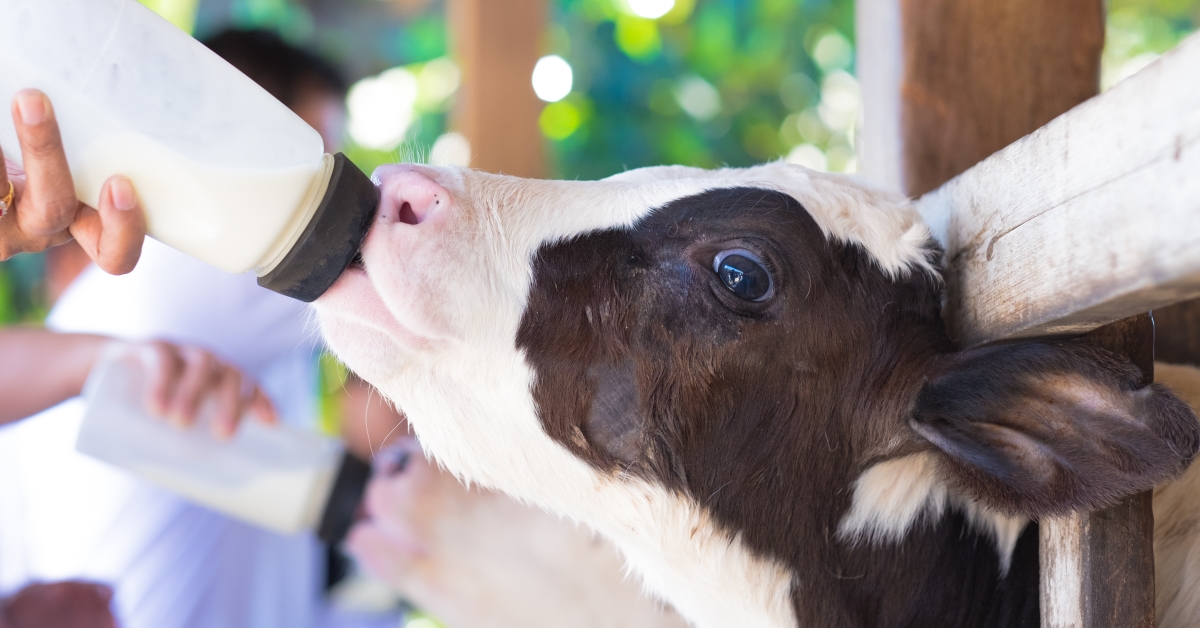 Calf drinking Milk Replacer