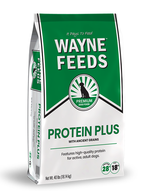 Product bag image of Wayne Feeds Protein Plus for dogs
