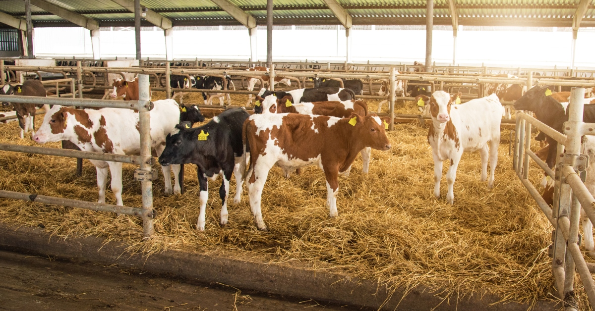 Dairy Calves