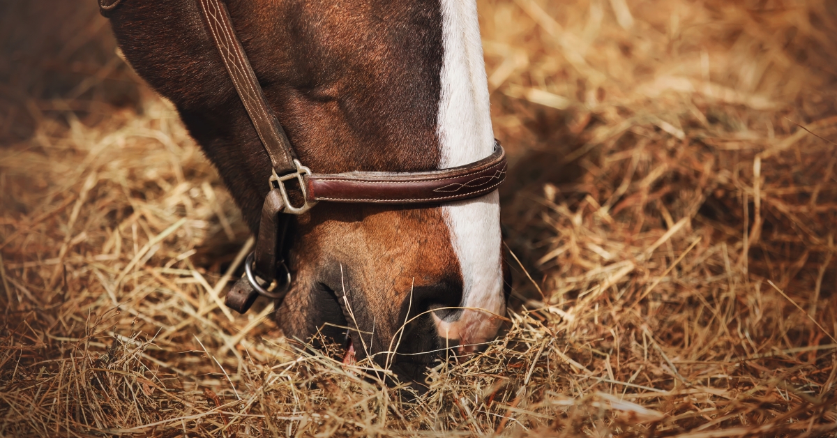 Horse eating hay