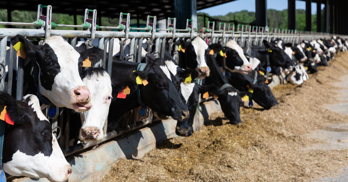 Cows eating hay