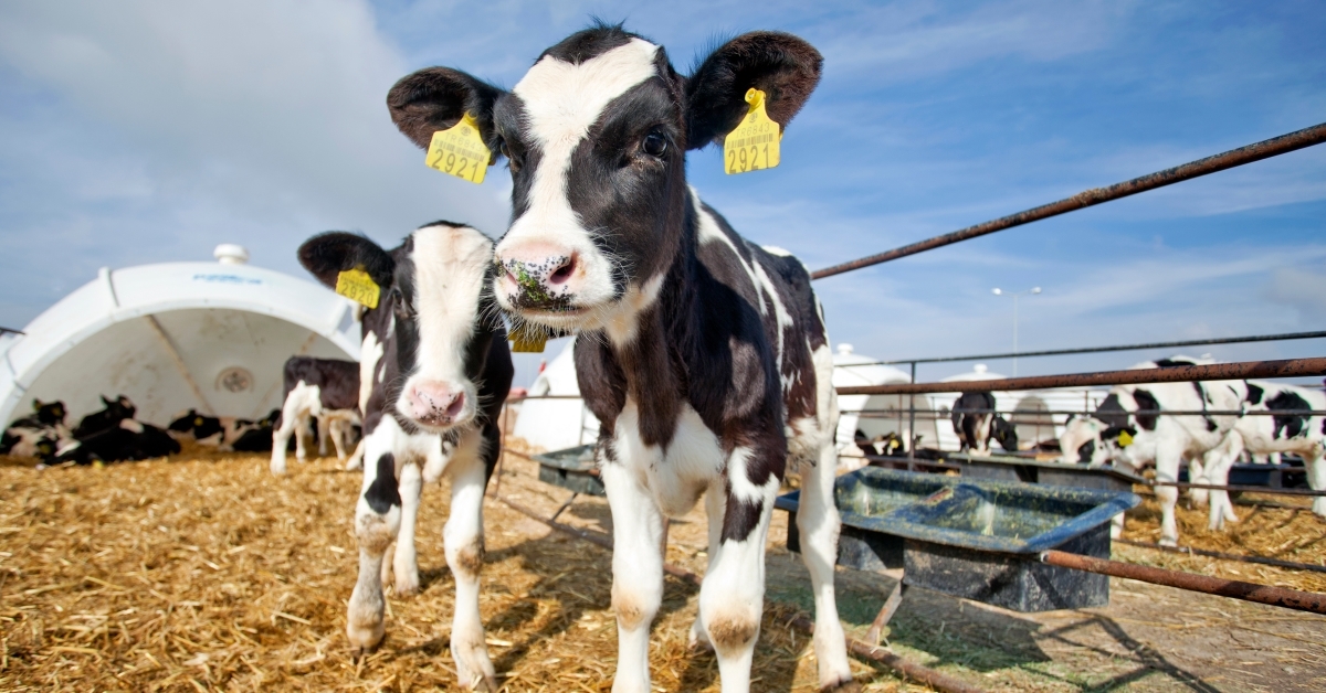 Dairy Calves