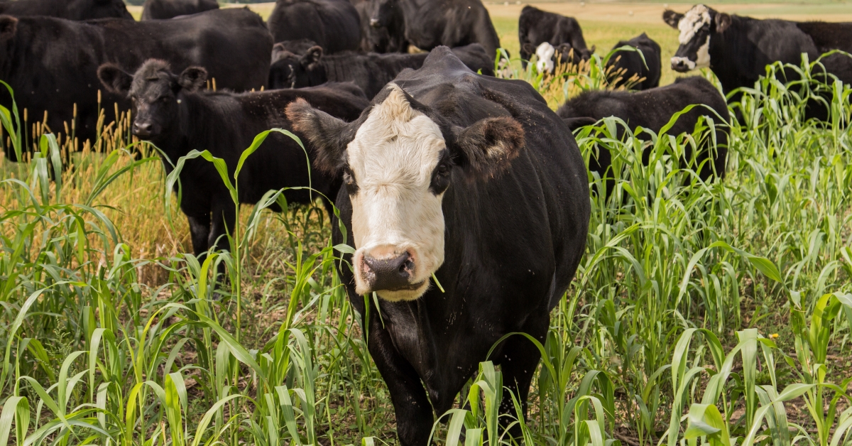 Grazing Cattle