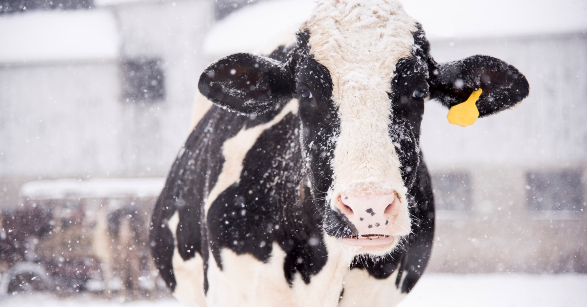 Dairy cow in winter