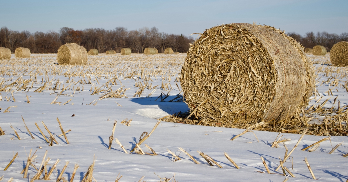 Corn Stalks