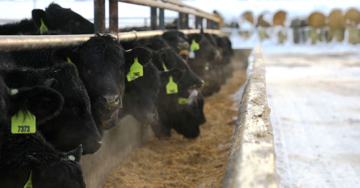 Beef Feedlot