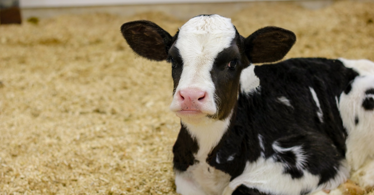 Dairy Calf