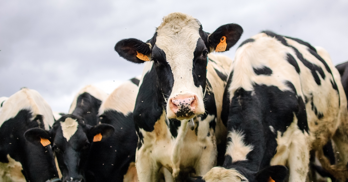 Dairy Cows with flies